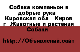 Собака-компаньон в добрые руки - Кировская обл., Киров г. Животные и растения » Собаки   